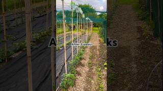 How my first vegetable garden grows  Pt2 farming farmer vegetablegarden Apple [upl. by Colville]