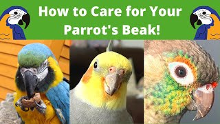 How to Care for Your Parrots Beak  Tips amp Tricks  BirdNerdSophie [upl. by Vasta985]