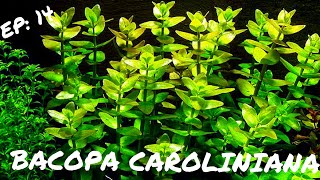 BEGINNER PLANT Bacopa Caroliniana [upl. by Lonyer]