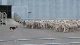 Casterton working dog auction 2024  Whites June 11  Lot 32 Adrian Carpenter [upl. by Adnilam]