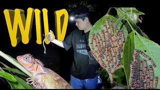 herping hiking South Guangxi China snakes phasmid insects frogs wild creature [upl. by Moyers588]