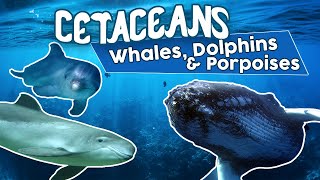 All Cetaceans whales dolphins and porpoises Amazing cetacean facts [upl. by Isa]