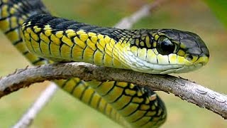 Boomslang Snake  The most venomeous Snake of Africa The Boomslang Snake [upl. by Kirsti]