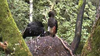 Injured young Black Stork Ciconia nigra and sibling in nest Part 1 [upl. by Hamon]