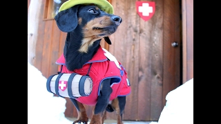 Crusoe the Avalanche Rescue Dachshund [upl. by Raseac566]