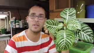 Lets grow a Zebra Plant  Aphelandra squarrosa [upl. by Hemetaf]