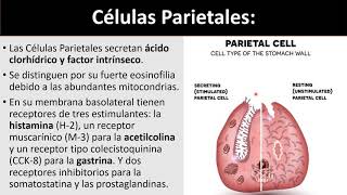 Células parietales [upl. by Anihta36]