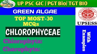 MCQs BASED ON CHLOROPHYCEAE GREEN ALGAE [upl. by Haiacim]