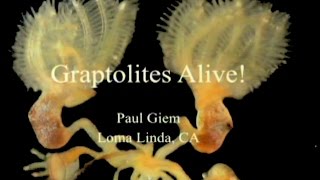 Graptolites Alive 7232016 by Paul Giem [upl. by Anil643]