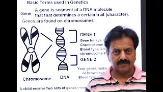 Inter  Chapter 8  Variation and Genetics  Part 1  Genetics  Important Terms used in Genetics [upl. by Ib]