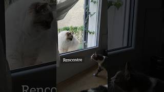 Coco rencontre un nouveau chat  coco choupette cat catvideos newvibes chat sacredebirmanie [upl. by Doane]