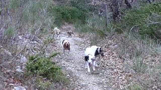 chasse du lièvre aux chiens courants [upl. by Lleret]