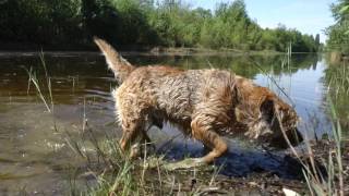 BORDER TERRIER JACK ik krijg die klote bal niet te pakken [upl. by Jordison]