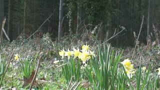 Wild Daffodils in Dymock Woods and Kempley [upl. by Ynes]