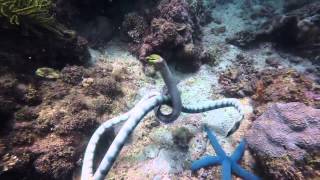 Sea Snake Vs Moray Eel Spoiler alert Still shot ending due to GoPro battery flat [upl. by Nitsej302]