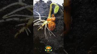 seeds growing time lapse video growingseeds amazing satisfying farming shortsfeed [upl. by Ettereve]