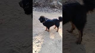 Gaddi dog 1 year himachalpradesh shorts shortvideo himalayan sheep dog [upl. by Stich]