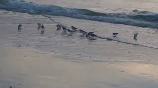 The Sanderling Sunset Dance [upl. by Halstead14]