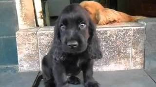 Filhote de cocker spaniel ingles preto [upl. by Oned]