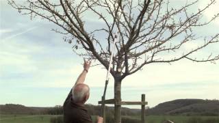 Obstbaum richtig schneiden  Obstbaumschnitt Pflegeschnitt 10 bis 15jähriger Baum [upl. by Nayrbo847]