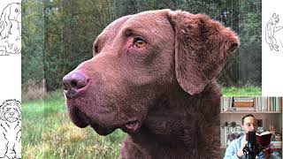 Chesapeake Bay Retriever Pros and cons price how to choose facts care history [upl. by Giraldo820]