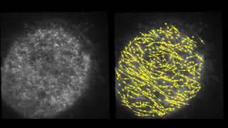 Ciona egg before and after fertilization [upl. by Keily]