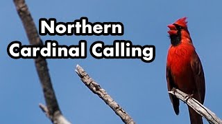 Northern Cardinal Calling From A Tree Branch  Bird Sounds and Calls  Bird Voice Sound [upl. by Eddie]