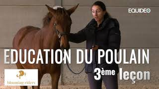 Marcher en main avec votre cheval en toute sécurité [upl. by Allicsirp]