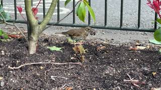 Song Thrush near tennis courts with worm Duncan Campbells video [upl. by Iolanthe]