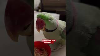 Mithu mittoo birds parrotlover parrotr parrot parrottalking cute parrrot viral pets [upl. by Saturday981]