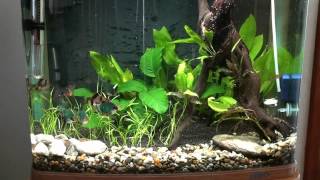 Tiger Barb and Kuhli Loach Tank  Week 1 [upl. by Sardella]