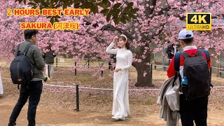 4k hdr japan Cherry Blossoms 2024  Sakura Walk in Yoyogi Park（代々木公園） Relaxing City ambience [upl. by Asemaj]