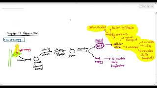 121 Introduction to Respiration Why do we need ATP Cambridge AS A Level Biology 9700 [upl. by Nathaniel906]