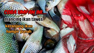 coba umpan ini cara amp trik untuk mancing ikan tawes [upl. by Budde33]