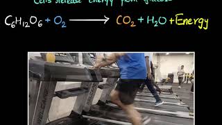 Aerobic amp anaerobic respiration  Life processes  Biology  Khan Academy [upl. by Cram]