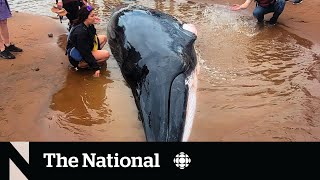 TheMoment a group of rafters rescued a beached whale near the Bay of Fundy [upl. by Frederich]