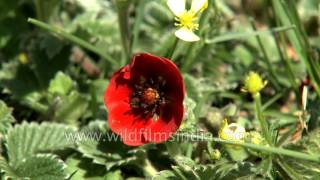 Potentilla atrosanguinea Himalayan cinquefoil a beautiful alpine flower [upl. by Pembroke]