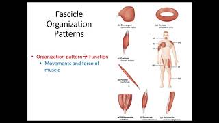 Anat1 Muscle Fascicle Arrangements [upl. by Cherie]