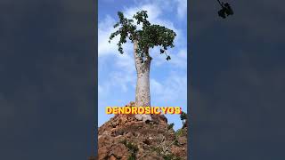 SOCOTRA  Weirdest Alien Island on Earth shortsyoutubeshortsUNESCO￼ [upl. by Kristel]