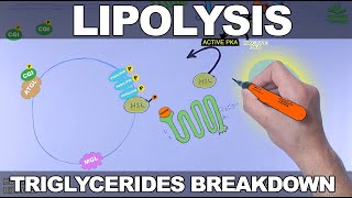 Lipolysis Pathway  Triglycerides Breakdown [upl. by Atikim]