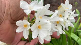 Gardening  Growing Paperwhites Outdoors in WinterBlissful Spaces [upl. by Mcdonald]