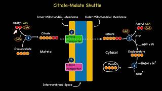 Citrate Malate Shuttle System [upl. by Aniri]