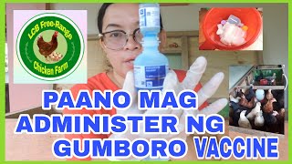 EPISODE 12GUMBORO VACCINE PAANO MAG ADMINISTER  LHANCARE ADVENTURE [upl. by Tilagram]