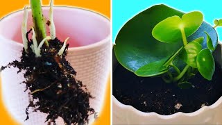 Easy Peperomia Polybotrya Propagation step by step guide [upl. by Yramanna]