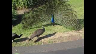 Peacock Mating 6 [upl. by Elrod]