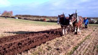 Scottish Clydesdale Horses Ploughing Mill Of Airntully Farm Perthshire Scotland [upl. by Bord963]