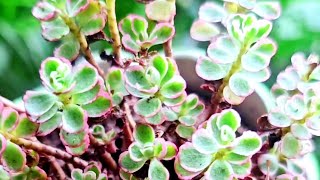 Sedum Spurium Tricolor [upl. by Yukio]