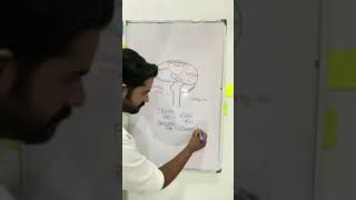 CNS and Spinal Cord lecture 1 by Dr Ahsan [upl. by Enorahs424]