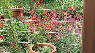 hummingbird at Salvia coccinea 91424 [upl. by Trust]