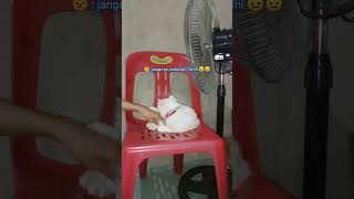 jahilin buntut si meong 😀😸 kucinglucu shortvideo funnyvideo [upl. by Monahan]